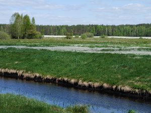 Nusausinta žemapelkė, kurią buvo mėginama paversti kultūrine pieva / D. Matulevičiūtės nuotr.